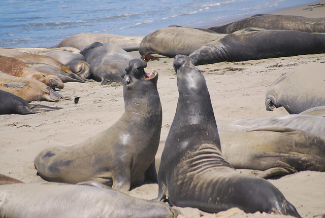 Laughing Seals