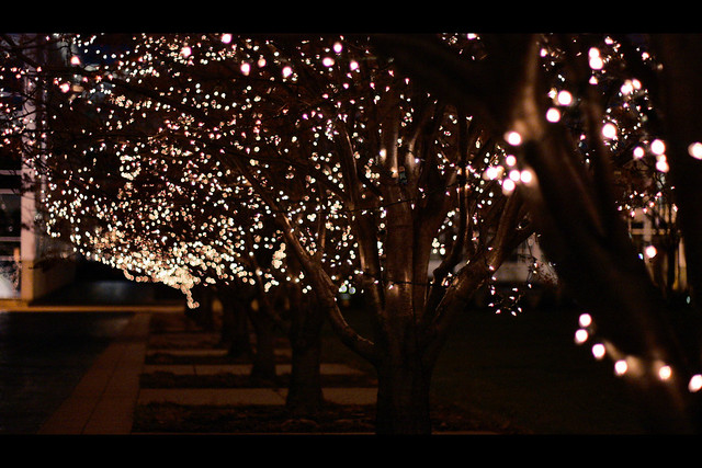 11.28.2010 <christmas lights> 317/365