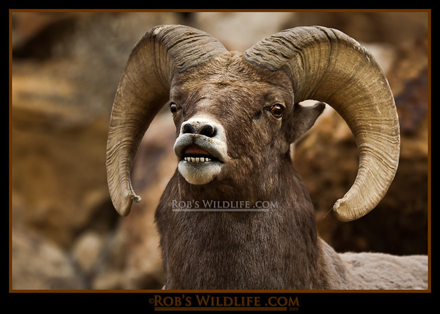 Cheese - Big Horn Sheep-1233-W.jpg