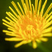 Flickr photo 'Sonchus arvensis FIELD SOW THISTLE' by: gmayfield10.