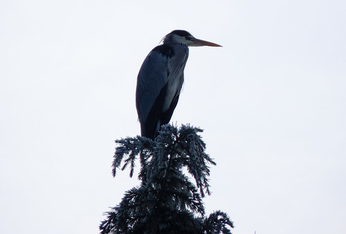 Heron in the Compton lock larches