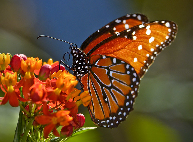 Queen Butterfly on Milkweed.