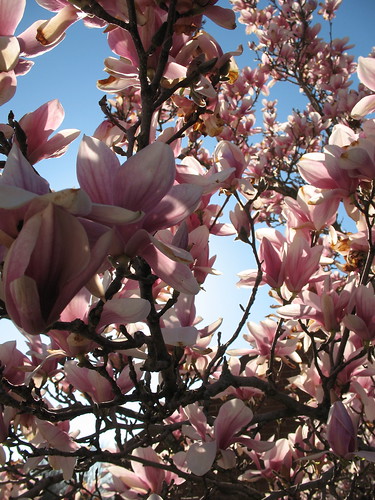 Magnolias (non-steel)