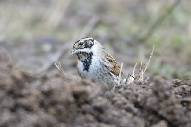 Reed Bunting (Emberiza schoeniclus) Male on the Ground at Potteric Carr