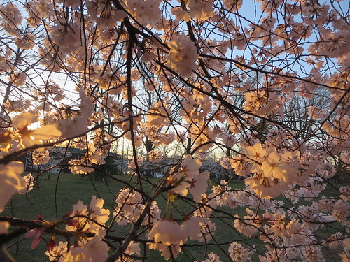 Sunset through spring cherry blossom flowers by RyanReporting, Essex County Cherry Blossom Festival Branch Book Park, in Newark, New