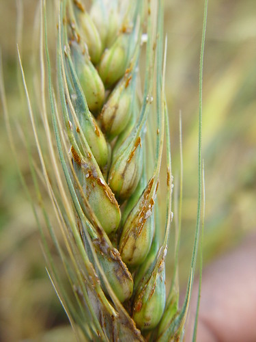 Ug99 stem rust on wheat spike | The virulent Ug99 strain of … | Flickr