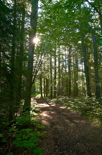A New Day In The Forest by J Henry G, Believe it or not this is a virgin forest in Door County, Wisconsin, near Baileys Harbor.  It is gro