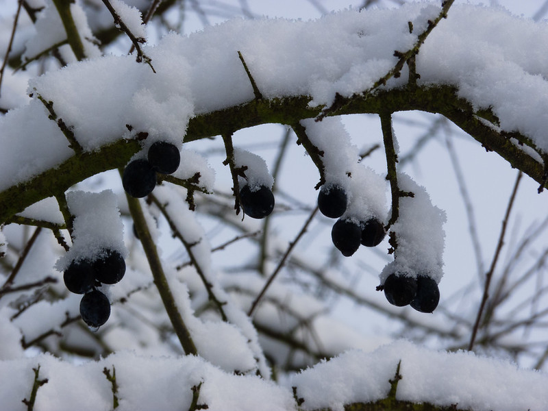 Sloe berries under snow