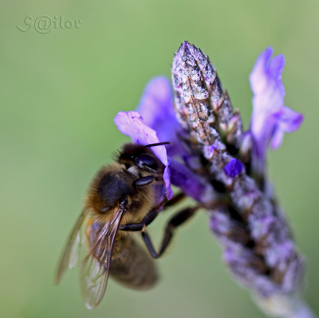 Bee & Lavender (Lavendula) = Honey