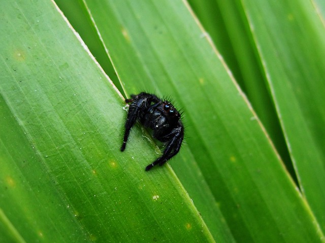 Jumping Spider (Sitticus Palustris)