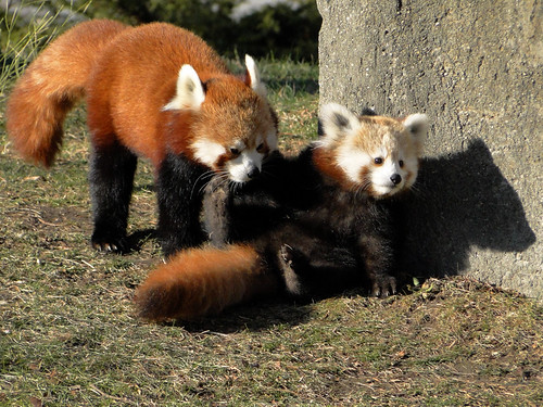 Red Pandas at the Detroit Zoo | Baby Berry (a female) with h… | Flickr