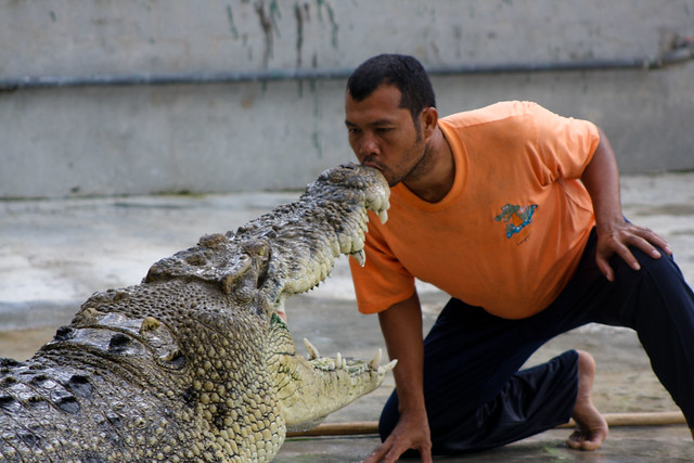 Crocodile Vs Malaysian man