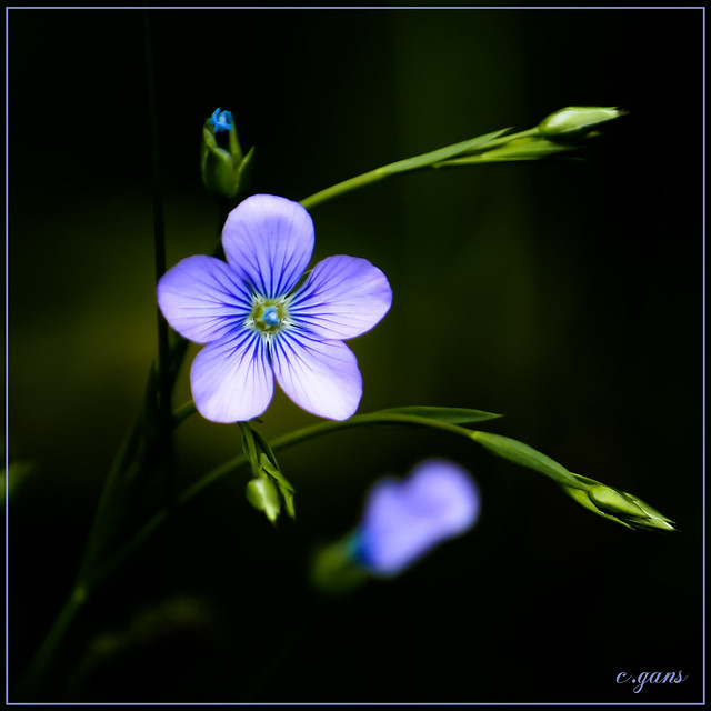Petite fleur de lin