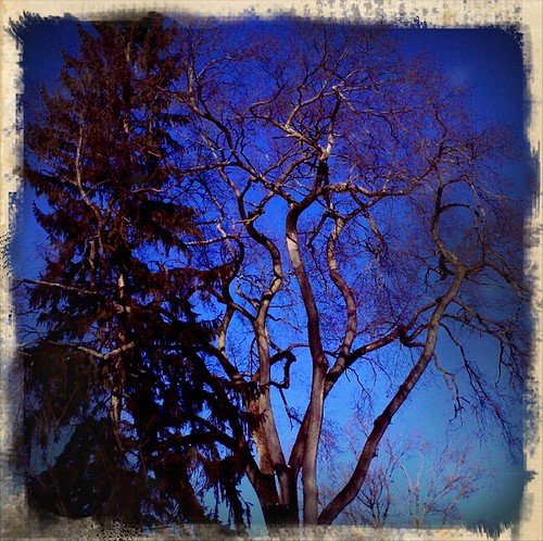 two trees | by Dancing Crow