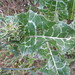 Flickr photo 'Variegated thistle leaf' by: John Tann.