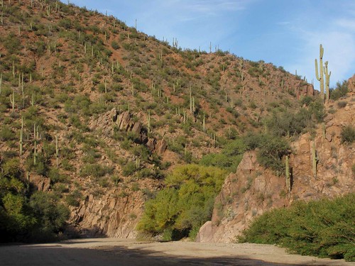 arizona usa mountains cacti landscapes desert unitedstatesofamerica gps 2010 saguarocactuscarnegieagigantea