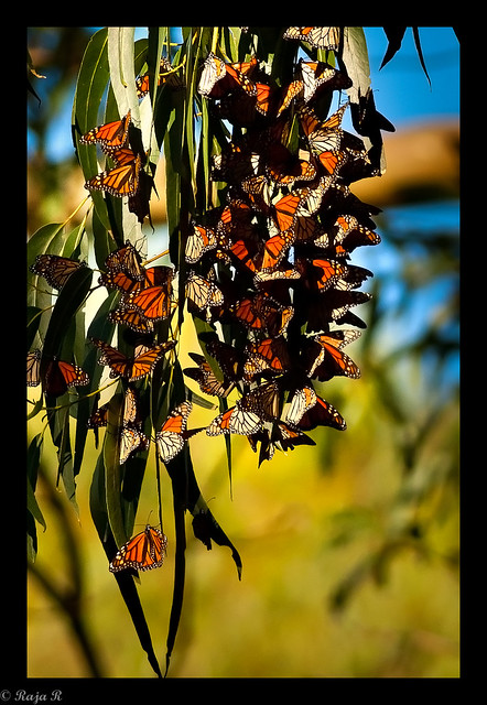 Monarch Butterflies active during sunny conditions