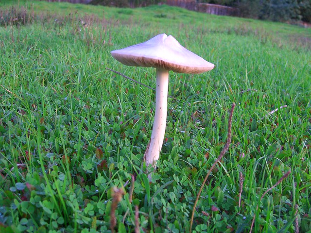 mushroom scottsvalleyfield