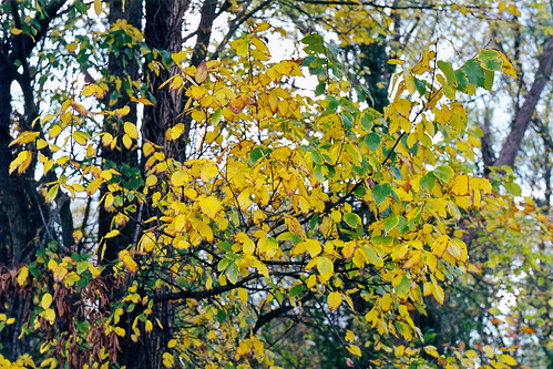 Autumn Colors | In River Legacy Park in Arlington from '98. | Steven ...