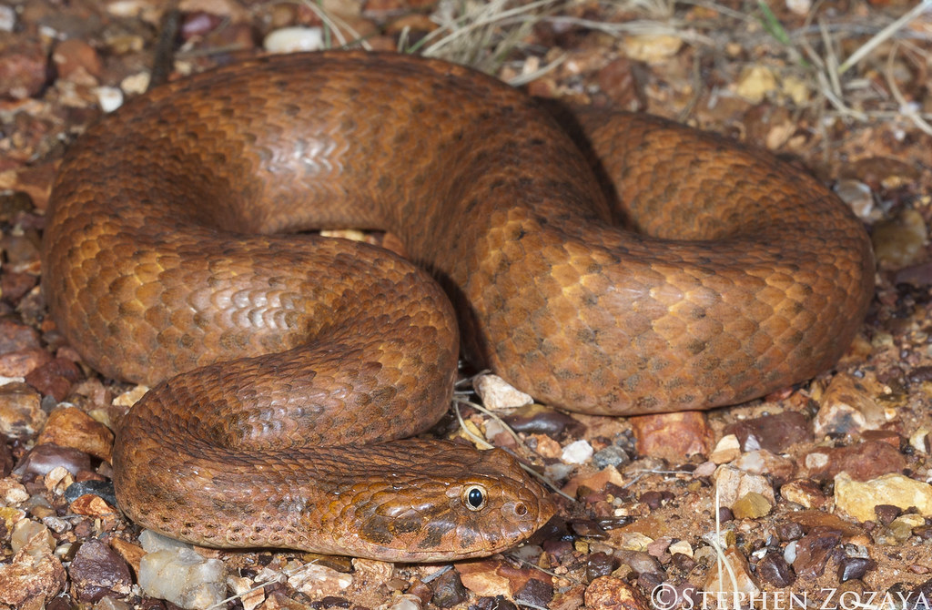 most venomous snakes in the world - death adder - most dangerous snake in the world