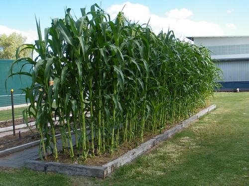 school green yard garden corn fujifilm crops cornstalk s2000hd