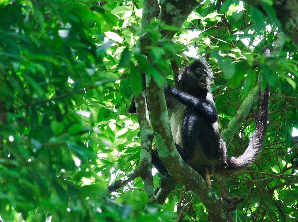 Spider Monkey - Spindelapa - Belize
