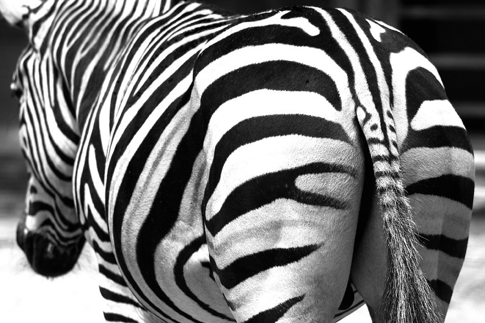 Zebra by Francisco Sánchez. 