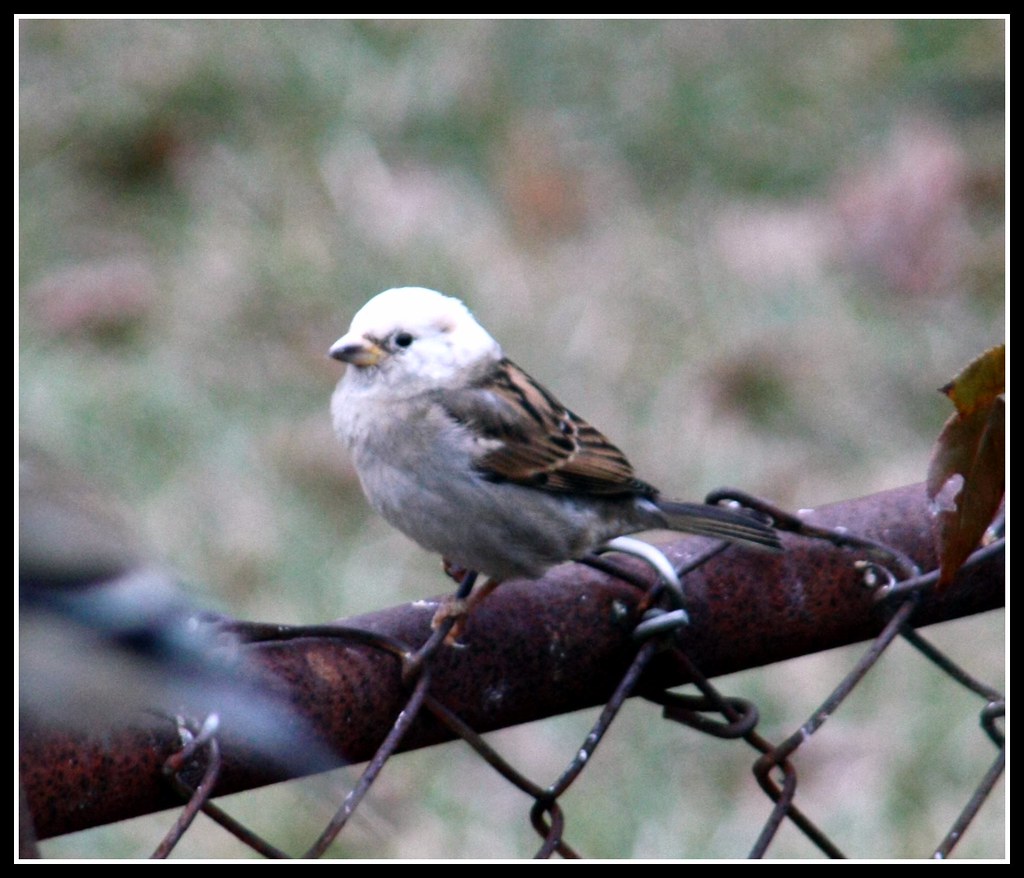 Partial Albino House Sparrow
