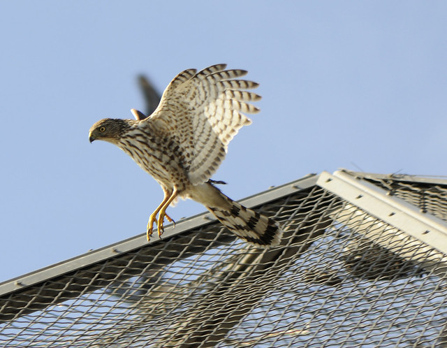 Hawk attacking Aviary