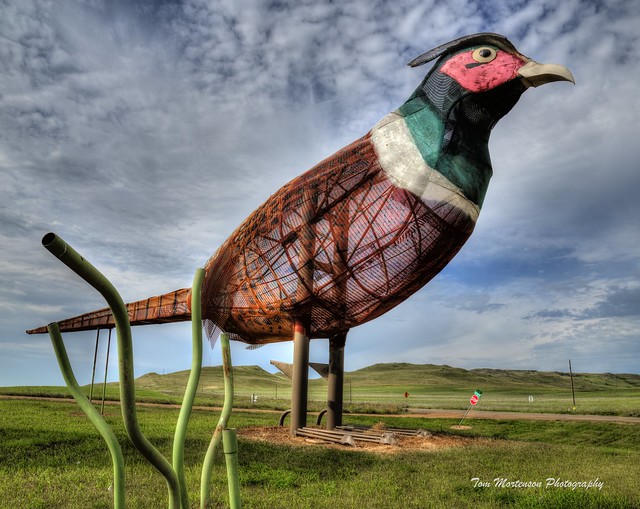 Giant Pheasant