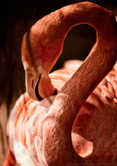 Flamingoes #23