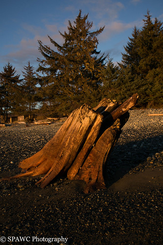 britishcolumbia landscape olympus outdoor stump sunset trees winter beaches seascapes sooke canada