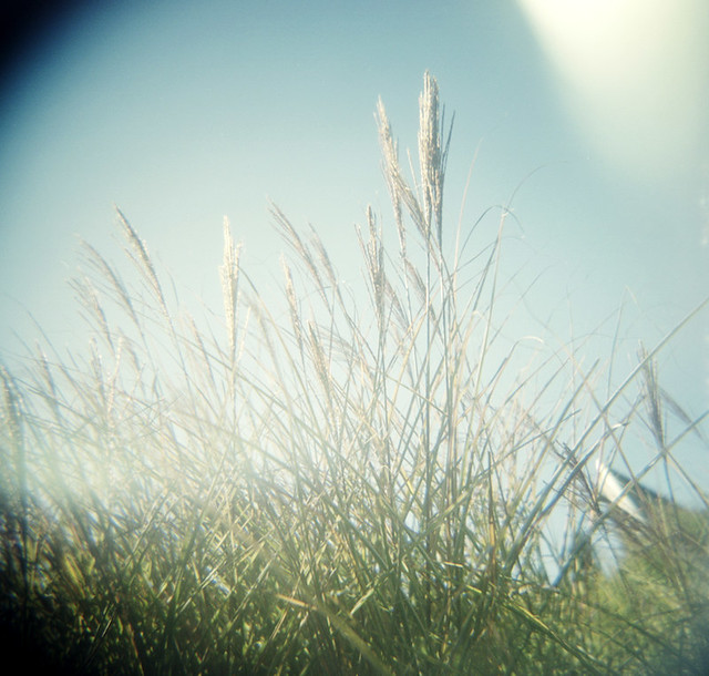 grasses