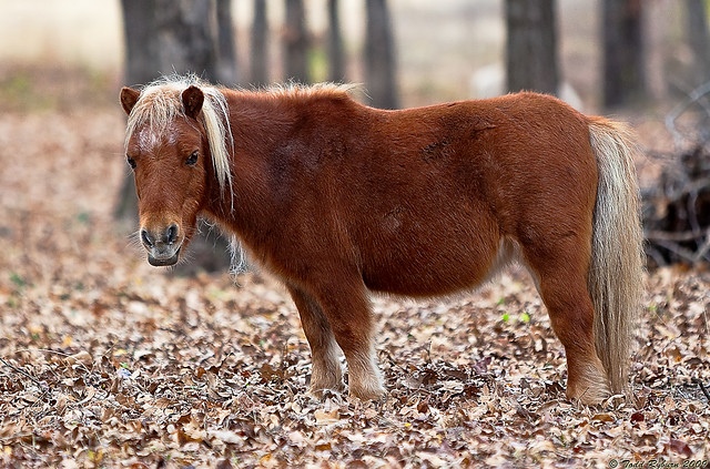 Oklahoma Pony