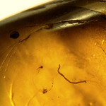Baltic amber (50 MYO) - rare iconic Oligochaete worm - full body length (about) 2 mm.