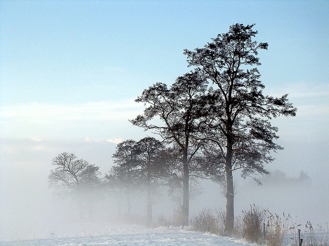 Wintery scene of Trees shrouded in mist