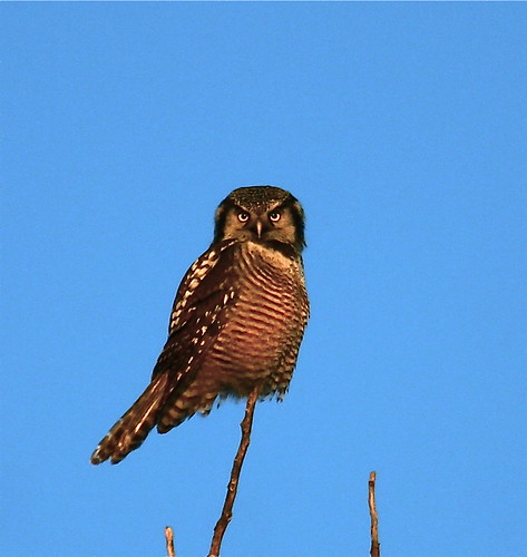 Northern Hawk-Owl | by chris.w.birder