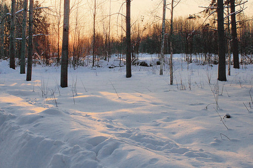 trees winter snow sunrise finland snowy wintry atsunrise terrascania abigfave