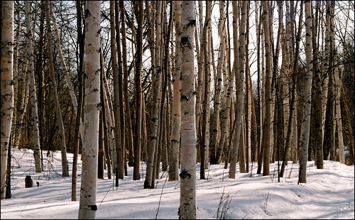 winter canada pentax 35mmfilm alberta icc birchtrees parklandcounty chickakoolake somewhatnorth