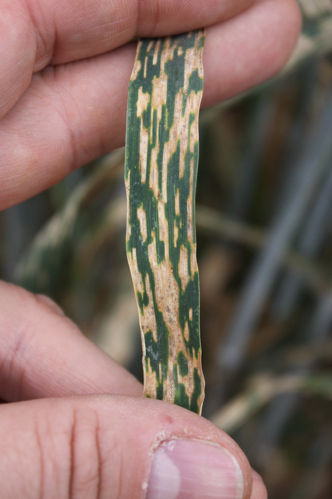 Stripe rust on wheat | Wheat leaf showing symptoms of stripe… | Flickr
