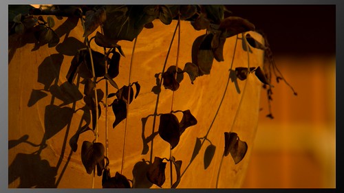 Leaves full of illness by lukas118, Leaves after long winter are trying to get the last sunshine of the day.
Komjatice, Slovakiasunset
