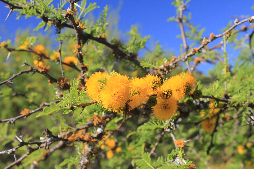 Acacia caven, flores | Flores de Espino, Acacia caven | Raimundo Hamilton |  Flickr