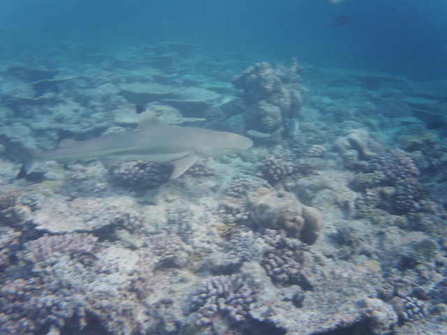 Kuramathi (blacktip reef shark)