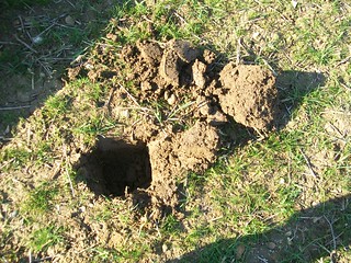 I dug a whole hole! | by Peter O'Connor aka anemoneprojectors