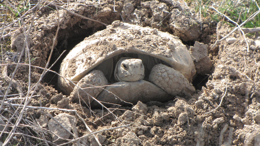 Спячка сухопутной черепахи. Среднеазиатская черепаха в спячке. Testudo horsfieldii. Сухопутная черепаха в норе. Среднеазиатская черепаха ареал обитания.