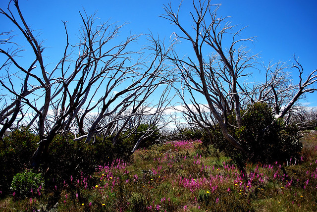 Wildflowers near Mt. Loch, VIC, Australia