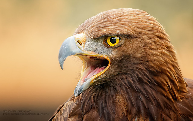 Águila real (Aquila chrysaetos)