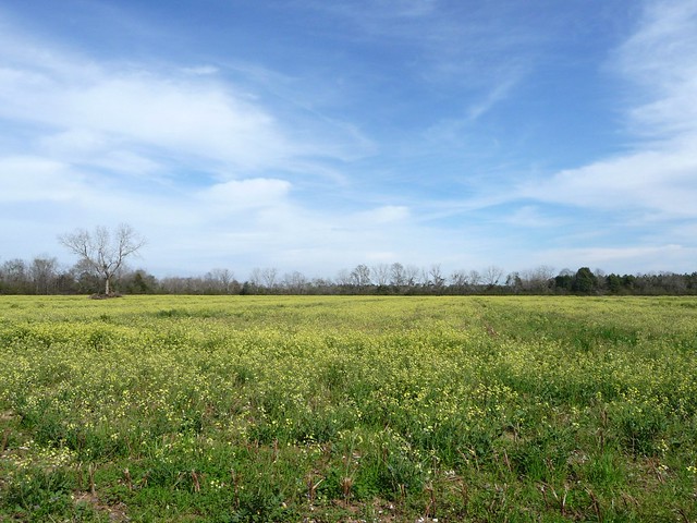 Field of Yellow - Baker, FL