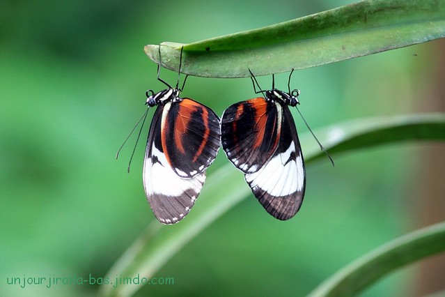 Papillon amours sereines