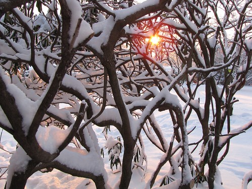 winter snow storm weather fog rural sunrise country evergreen hedge rhododendron icestorm icy shrub icefog wintersunrise badweather winterstorm winterweather wintermorning ruralamerica coldmorning snowfog icecovered icecoated icecoveredtrees